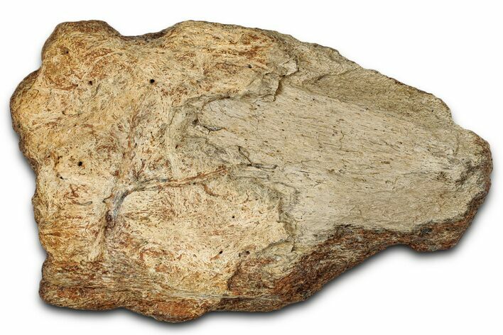 Dinosaur (Triceratops) Frill Shield Section - Montana #355180